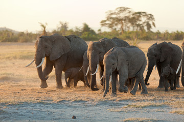 Fototapeta na wymiar Group of elephants shot at the front in Amboseli, Kenya