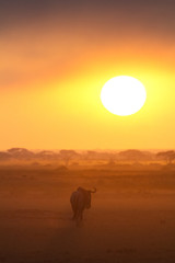 Fototapeta na wymiar Sunset in Amboseli, Kenya. Silhouettes of gnu walking in front o
