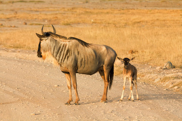 Fototapeta premium Mother and baby wildebeest In Amboseli Park, Kenya