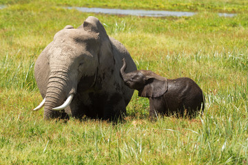 Mother and her baby elephants in a pond. Baby playing with the m