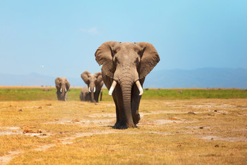 Elephant portrait in Amboseli National Park, Kenya. Horizontal s