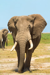 Obraz na płótnie Canvas Elephant full length portrait in Amboseli National Park, Kenya.