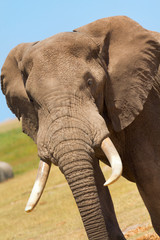 Fototapeta na wymiar Close up elephant portrait in Amboseli National Park, Kenya. Ver