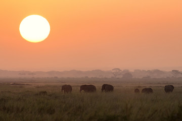 Typical african sunrise with elephants silhouettes in Masai Mara