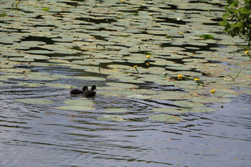 Fulica atra chicks in Lake Schwerin at 