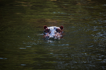 African hippo
