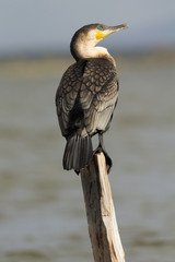 Cormorant portrait on a tree near Naivasha Lake, Kenya