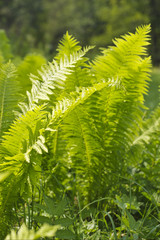 wood fern leaves on summer day