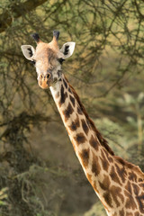 Vertical portrait of giraffe among the trees in Naivasha Nationa