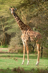 Naklejka na ściany i meble Giraffe among the trees in Naivasha National Park, Kenya