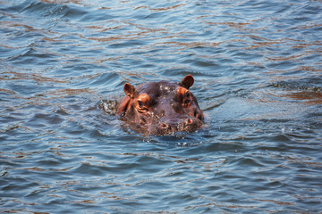 African hippo
