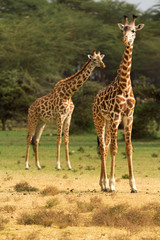 Two giraffes among the trees in Naivasha National Park, Kenya.