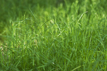 background texture of green grass