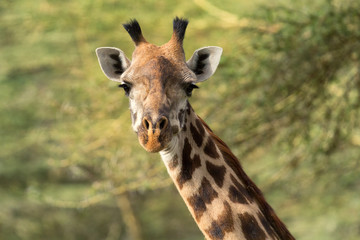 Horizontal portrait of giraffe among the trees in Naivasha Natio