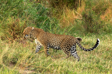 Female leopard walking slowly and looking for its pray in Masai