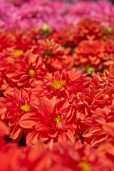 orange dahlia flowers closeup, strong bokeh