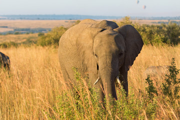 Elephant portrait at sunset in Amboseli national park in Kenya.