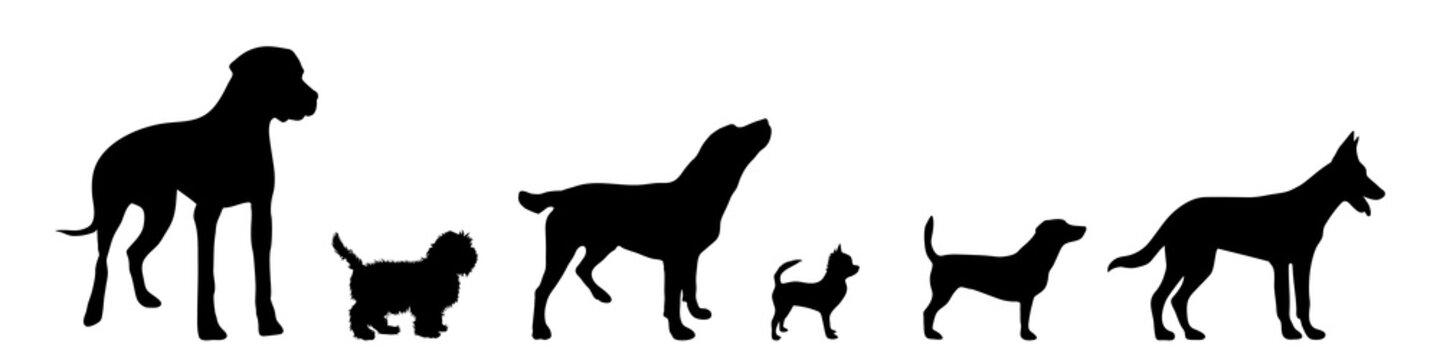 Vector illustration of dog.