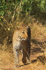 Female leopard walking slowly and looking for its pray in Masai