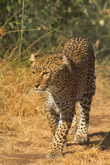 Fototapeta na wymiar Female leopard walking in grass and looking for its pray in Masa