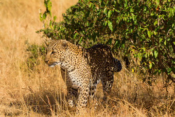 Female leopard walking in grass and looking for its pray in Masa