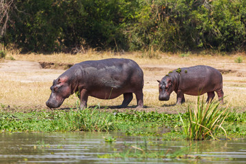 African hippo
