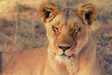Portait of old lioness lying in grass in Masai Mara, Kenya
