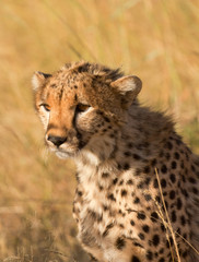 Male cheetah portrait shot in Masai Mara, Kenya, Africa