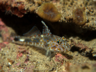 gobyfish under the sea