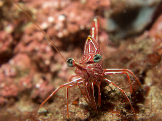 shrimp under the sea