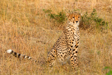 Male cheetah portrait shot in Masai Mara, Kenya, Africa. Side vi