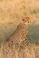 Male cheetah portrait shot in Masai Mara, Kenya, Africa. Side vi
