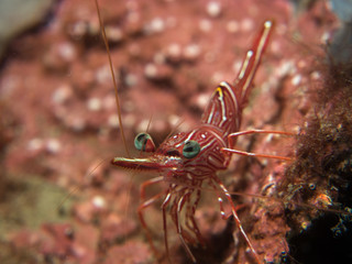 shrimp under the sea