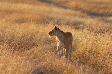 Portrait of female lion in Masai Mara, Kenya