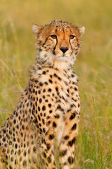 Naklejka na ściany i meble Male cheetah portrait shot in Masai Mara, Kenya, Africa