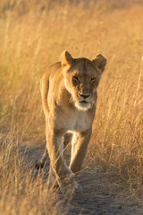 Female lion walking around in the grass in Masai Mara, Kenya. Sh