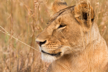 Fototapeta premium Female lion sitting in the grass in Masai Mara, Kenya
