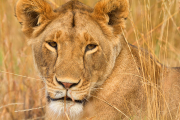 Female lion sitting in the grass in Masai Mara, Kenya