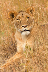 Female lion sitting in the grass in Masai Mara, Kenya. Vertical