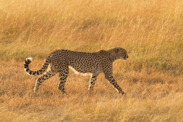 Male cheetah walking in grass and looking for its pray in Masai