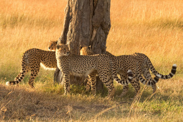 Group of male cheetahs marking a tree in Masai Mara, Kenya.