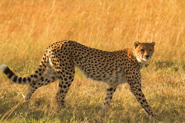 Male cheetah walking in grass and looking for its pray in Masai