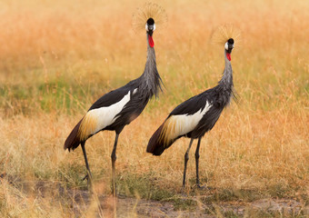 Two Grey Crowned Crane in Amboseli national park, Kenya