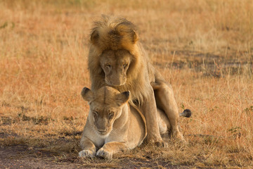 Mating lions in Masai Mara, Kenya during the dry season. Horizon