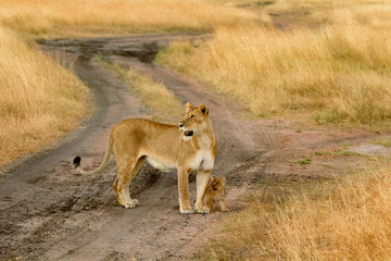 Female lion with cub in Masai Mara, Kenya