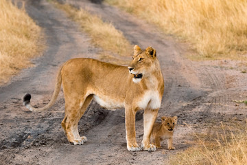 Female lion with cubs in Masai Mara, Kenya