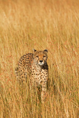 Male cheetah walking in grass and looking for its pray in Masai