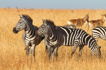 Fototapeta na wymiar Zebras in the dry grass in Masai Mara, Kenya