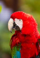 Red head Scarlet macaw parrot. Close up portrait