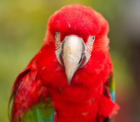 Red head Scarlet macaw parrot. Close up portrait